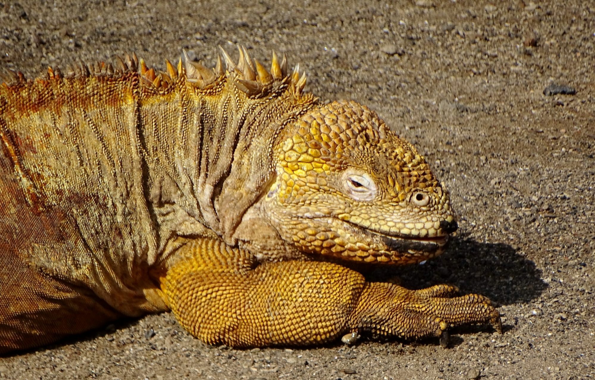 Galapagos Chalet Пуэрто-Айора Экстерьер фото