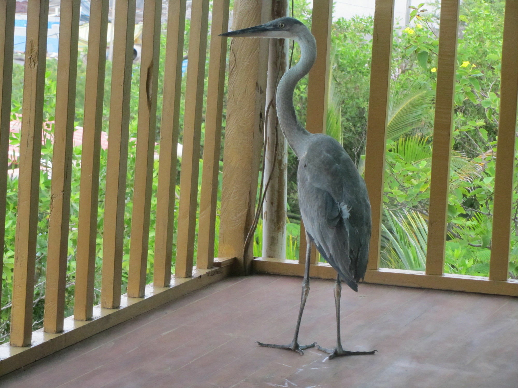Galapagos Chalet Пуэрто-Айора Экстерьер фото
